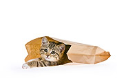 CAT 03 KH0472 01
Tabby Kitten Hiding In Brown Paper Bag On White Seamless