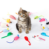 CAT 03 KH0474 01
Tabby Kitten Surrounded By Fabric Mice On White Seamless