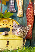 CAT 03 KH0476 01
Tabby Kitten Sleeping In Metal Canister On Grass By Fabric Fish