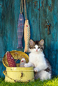 CAT 03 KH0477 01
White And Tabby Kitten Sitting By Metal Canister On Grass By Fabric Fish
