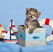 CAT 03 KH0478 01
Tabby Kitten In Marine Themed Box And Meowing