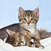 CAT 03 KH0480 01
Two Tabby And White Kittens Laying On Blanket