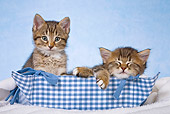 CAT 03 KH0483 01
Two Tabby And White Kittens Laying In Blue Basket