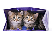 CAT 03 KH0484 01
Two Tabby Kittens Playing In Violet Gift Bag On White Seamless