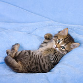 CAT 03 KH0487 01
Long-Haired Tabby Kitten Laying On Blue Blanket