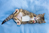 CAT 03 KH0491 01
Tabby Kitten Drinking Milk From Bottle On Blue Blanket