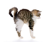 CAT 03 KH0492 01
Long-Haired Tabby Kitten Stretching On White Seamless