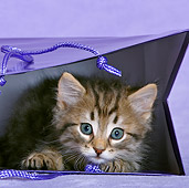 CAT 03 KH0493 01
Tabby Kitten Playing In Purple Gift Bag