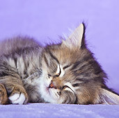 CAT 03 KH0495 01
Long-Haired White And Tabby Kitten Sleeping In Purple Studio
