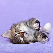 CAT 03 KH0498 01
White And Tabby Kitten Sleeping On Side In Purple Studio