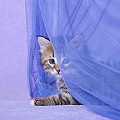 CAT 03 KH0499 01
White And Tabby Kitten Playing With Curtain In Purple Studio