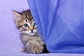 CAT 03 KH0500 01
White And Tabby Kitten Playing With Curtain In Purple Studio