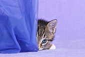 CAT 03 KH0501 01
White And Tabby Kitten Playing With Curtain In Purple Studio