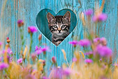 CAT 03 KH0502 01
Tabby Kitten Looking Through Heart-Shaped Hole In Blue Wooden Door France