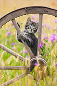 CAT 03 KH0506 01
Tabby Kitten Playing In Old Wooden Wheel France