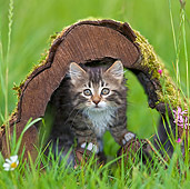 CAT 03 KH0507 01
Tabby Kitten Playing In Hollow Log France