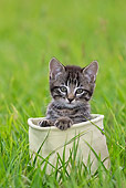 CAT 03 KH0509 01
Tabby Kitten Sitting In Canvas Bag On Grass France