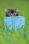 CAT 03 KH0510 01
Tabby Kitten Sitting In Blue Canvas Bag On Grass France