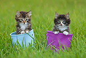 CAT 03 KH0511 01
Two Tabby Kittens Sitting In Blue And Purple Canvas Bags On Grass France