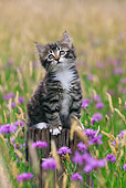 CAT 03 KH0512 01
Tabby Kitten Sitting On Post In Grass And Cornflowers France