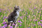 CAT 03 KH0513 01
Tabby Kitten Sitting On Post In Grass And Cornflowers France