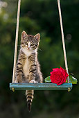 CAT 03 KH0515 01
White And Tabby Kitten Sitting On Swing With Red Rose France