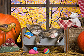CAT 03 KH0516 01
Tabby Kitten Sleeping In Cradle In Autumn Scene