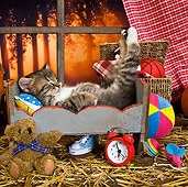 CAT 03 KH0517 01
Tabby Kitten Sleeping In Cradle In Autumn Scene
