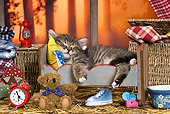 CAT 03 KH0518 01
Tabby Kitten Sleeping In Cradle In Autumn Scene