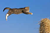 CAT 03 KH0521 01
Tabby Kitten Leaping Onto Haystack Against Blue Sky France