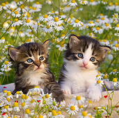 CAT 03 KH0524 01
Two Tabby And White Kittens Sitting In Basket In Chamomile Flowers France