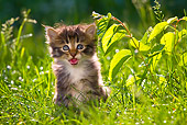 CAT 03 KH0525 01
White And Tabby Kitten Sitting In Grass Meowing France