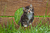 CAT 03 KH0526 01
Tabby Kitten Looking Through Hole In Wooden Fence France