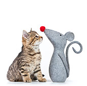 CAT 03 KH0532 01
Tabby Looking At Stuffed Mouse On White Seamless