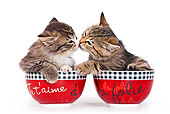 CAT 03 KH0533 01
Two Tabby Kittens In Bowls Kissing On White Seamless