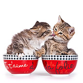 CAT 03 KH0534 01
Two Tabby Kittens In Bowls Kissing On White Seamless