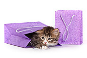 CAT 03 KH0535 01
Tabby And White Kitten Playing In Gift Bag On White Seamless