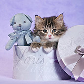 CAT 03 KH0538 01
Tabby Kitten Sitting In Purple Box With Teddy Bear In Studio