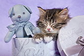 CAT 03 KH0539 01
Tabby Kitten Sleeping In Purple Box With Teddy Bear In Studio