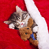 CAT 03 KH0540 01
Tabby Kitten Sleeping Under Christmas Blanket With Teddy Bear