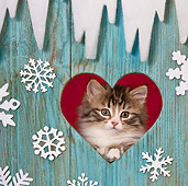 CAT 03 KH0541 01
Tabby Kitten Looking Through Heart In Christmas Decorated Door