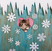 CAT 03 KH0542 01
Tabby Kitten Looking Through Heart In Christmas Decorated Door