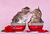 CAT 03 KH0544 01
Two Tabby Kittens In Bowls Kissing In Pink Studio