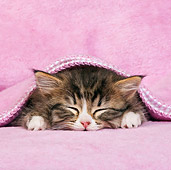 CAT 03 KH0545 01
Tabby And White Kitten Sleeping Under Pink Blanket