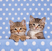 CAT 03 KH0550 01
Two Tabby And White Kittens In Blue Polka Dot Studio
