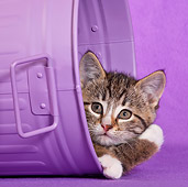 CAT 03 KH0554 01
Tabby Kitten Hiding In Purple Trash Bucket In Studio