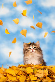 CAT 03 KH0555 01
Tabby And White Kitten Watching Yellow Birch Leaves Fall