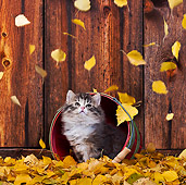 CAT 03 KH0556 01
Tabby And White Kitten In Basket Watching Yellow Birch Leaves Fall
