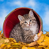 CAT 03 KH0557 01
Tabby And White Kitten Sitting In Basket On Fallen Birch Leaves