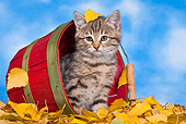 CAT 03 KH0558 01
Tabby And White Kitten Sitting In Basket On Fallen Birch Leaves